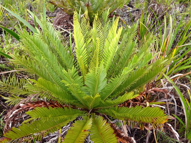Cette fausse osmonde est la plus présente dans toute la coulée