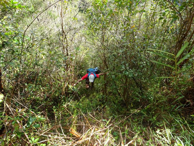 Les goyaviers, bien placés, aident grandement à se hisser