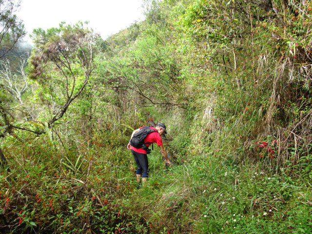Noyée dans les jouvences, la canalisation est toujours là