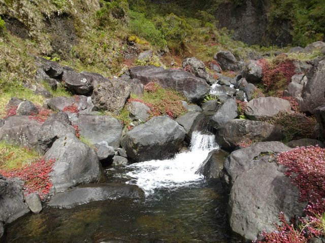 L'eau coule entre les roches couvertes de renouées