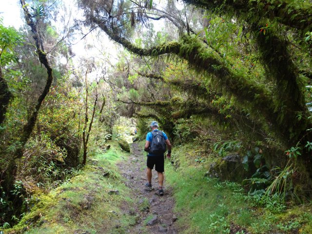 Traversée de bois de couleurs moussus