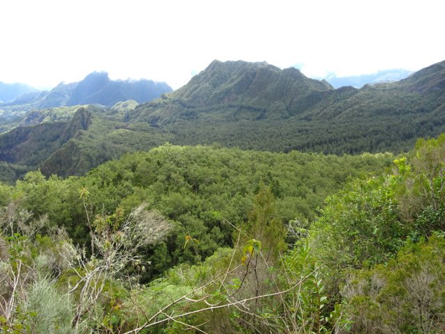 La forêt de filaos de Grand Sable