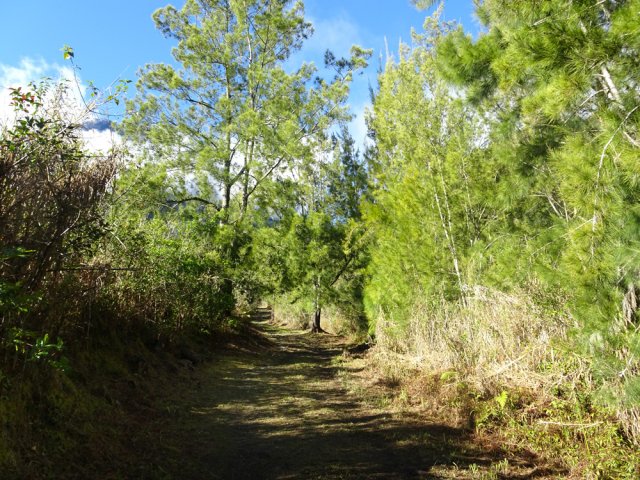 La piste, en pente faible, bordée de filaos
