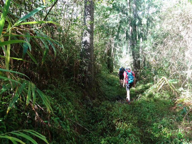 On marche au début sur une piste envahie de jouvences