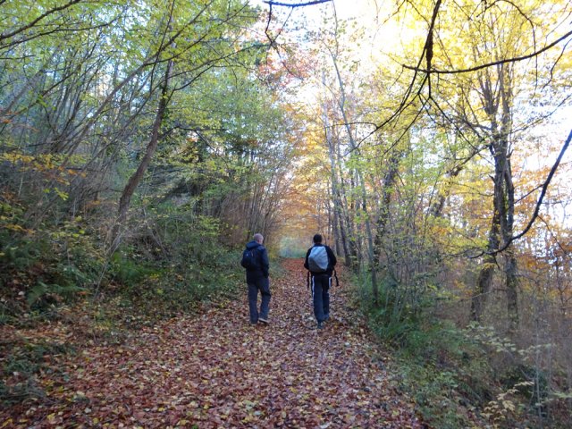 Le Sentier Cathare en sous-bois après la traversée de la D46