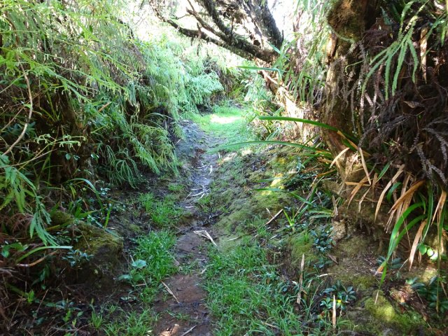 La pente est faible dans une végétation dense
