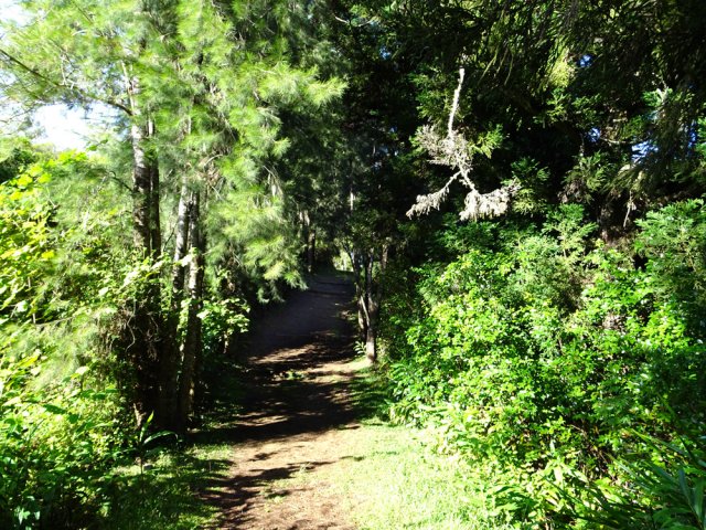 Plus loin, on marche à l'ombre des filaos