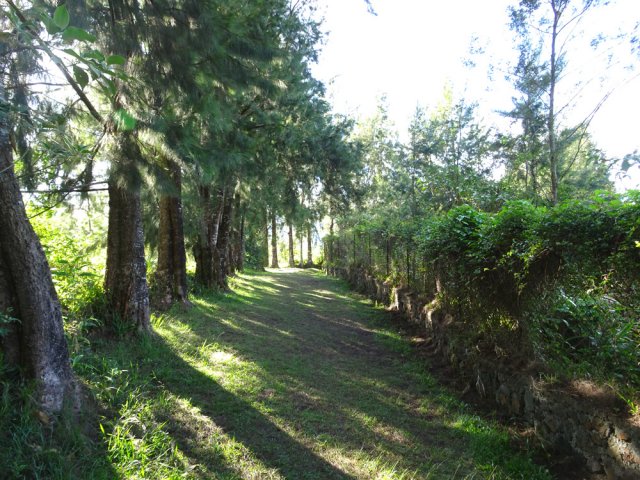 Fin de l'allée bordée de filaos, proche des habitations