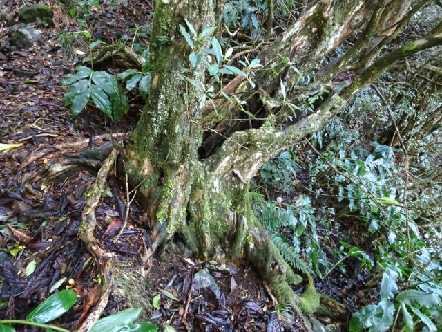 Ce beau bois maigre indique la fin très proche du sentier de la Sale