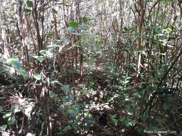 Après la vigne marronne, la forêt touffue de goyaviers demande plus d'attention
