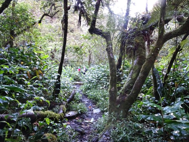 Forêt de bois de couleurs assez touffue