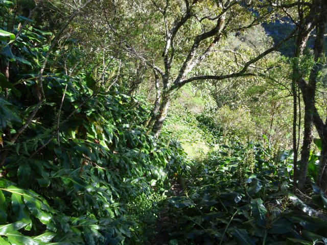 La descente débute dans les champs de longoses
