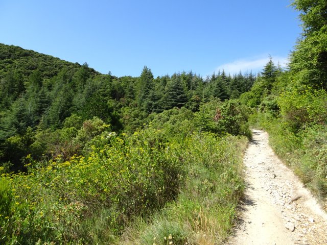 La pente est faible jusqu'aux cèdres et au premier croisement