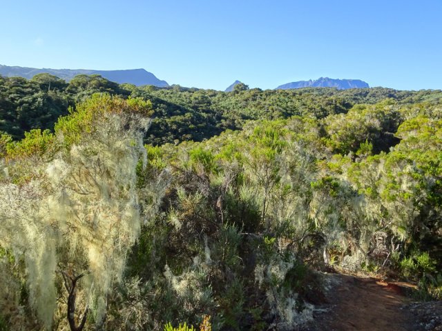 Les premiers points de vue sur les forêts et Mafate