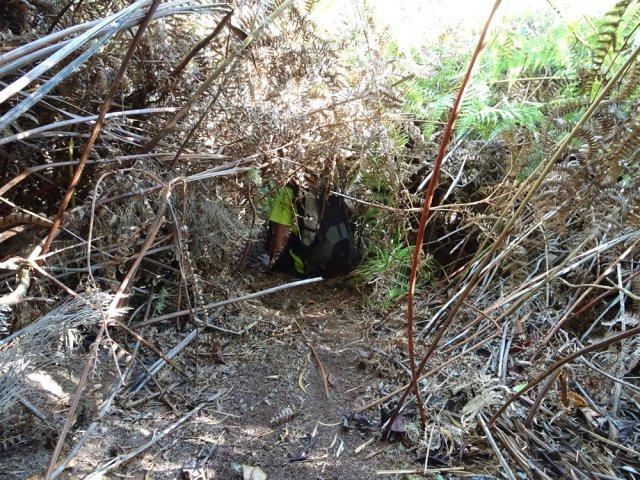 Sentier bien marqué mais il faut se baisser sous les fougères