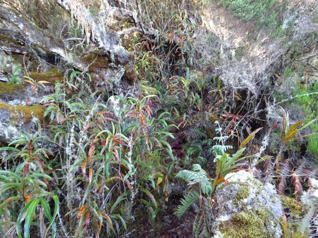 Le sentier se suit sans hésitation malgré les mousses et fougères
