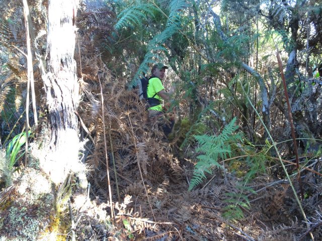 Encore beaucoup de fougères qui mériteraient un rafraîchissement