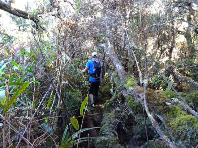 Attention à la marche sur les hautes racines de branles