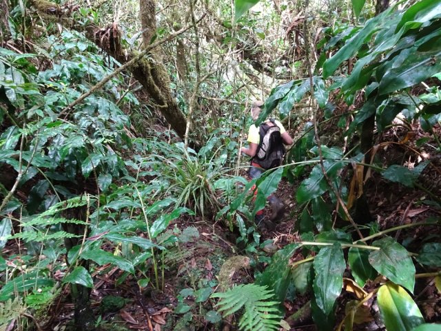 Les longoses, de plus en plus nombreuses, après le Piton Ravine à Marquet