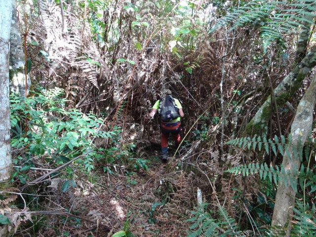 Et encore des fougères après avoir quitté la ravine