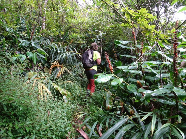 Retour par le sentier des Lataniers, très envahi de longoses et jouvences