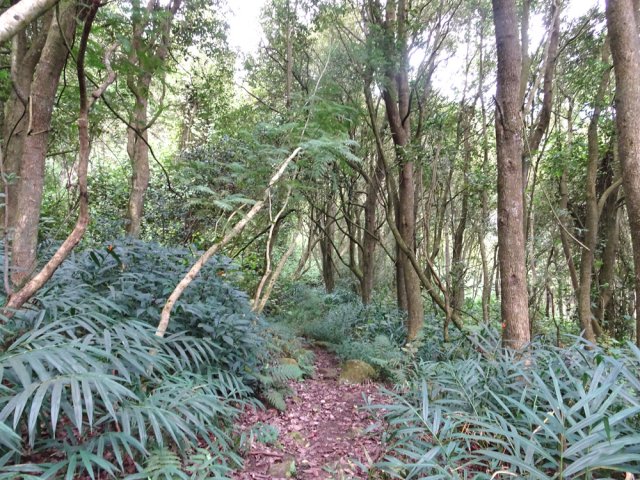 La boucle se termine, comme elle avait commencé, dans les camphriers