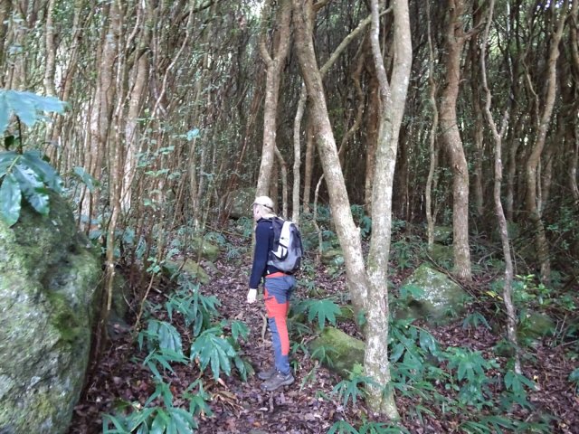 Il traverse tout d'abord un bois sombre de camphriers