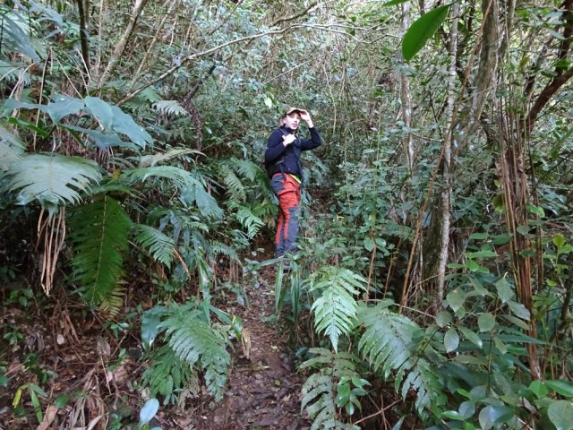 Puis ce sont les fougères et les goyaviers qui constituent le sous-bois