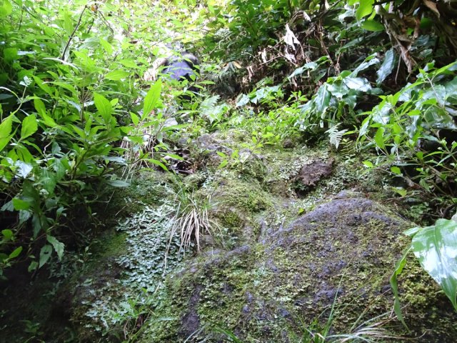 Une barre rocheuse particulièrement pentue et glissante
