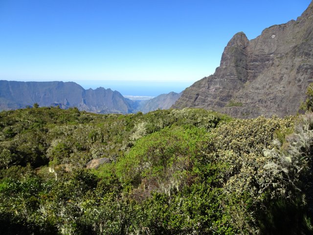 La magnifique forêt recouvrant la Plaine des Fraises