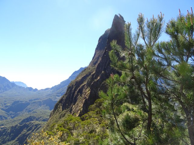 Ce pin esseulé signe la fin de la promenade en ligne de crête