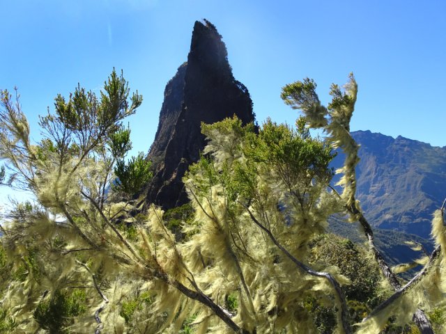 Encore plus de barbe de Jupiter que côté Trois Salazes