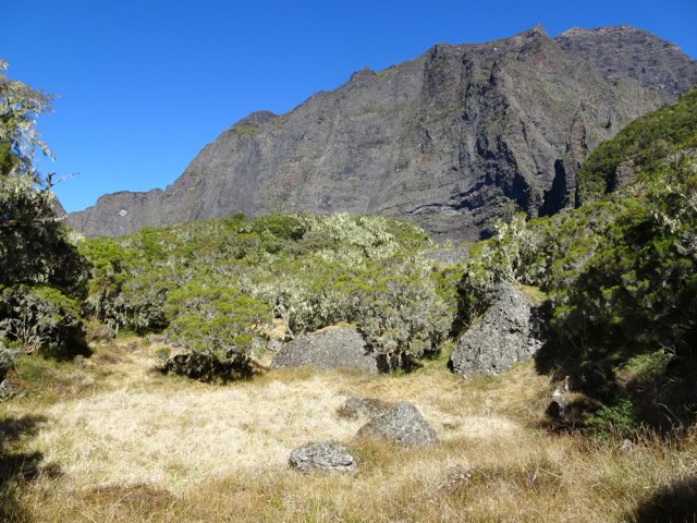 Petite dépression marécageuse couverte de joncs