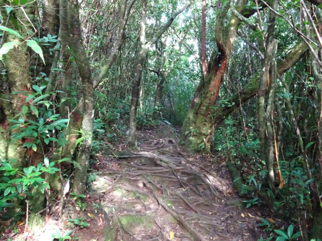 A 700 m les beaux arbres se multiplient