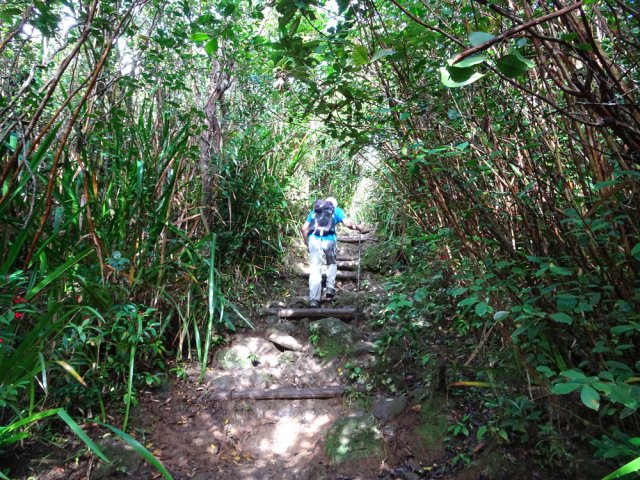 Nouveau coup de rein dans les goyaviers et les sabres