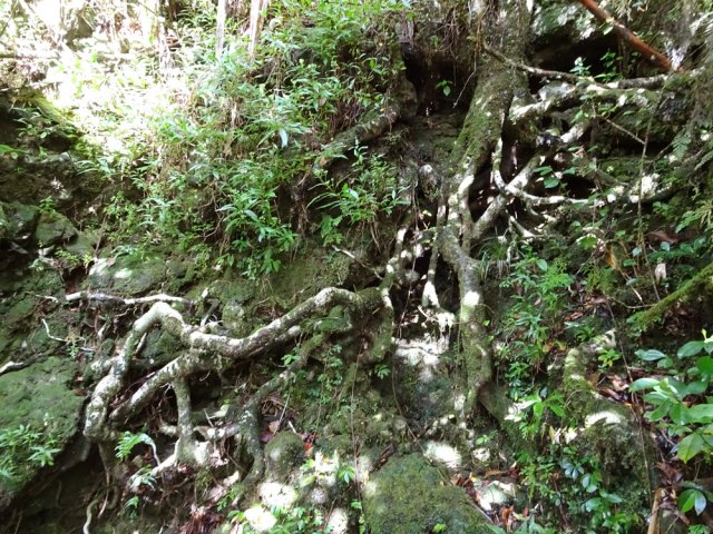 Belle racine au franchissement d'une petite ravine