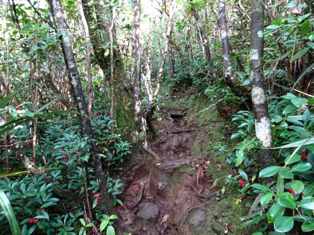 Passage très glissant dans les bois Noël