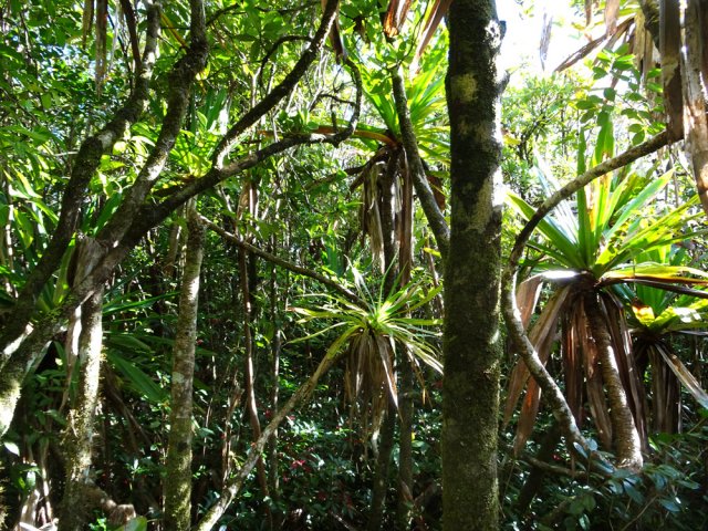 Les rayons du soleil jouent avec les feuilles de pimpins