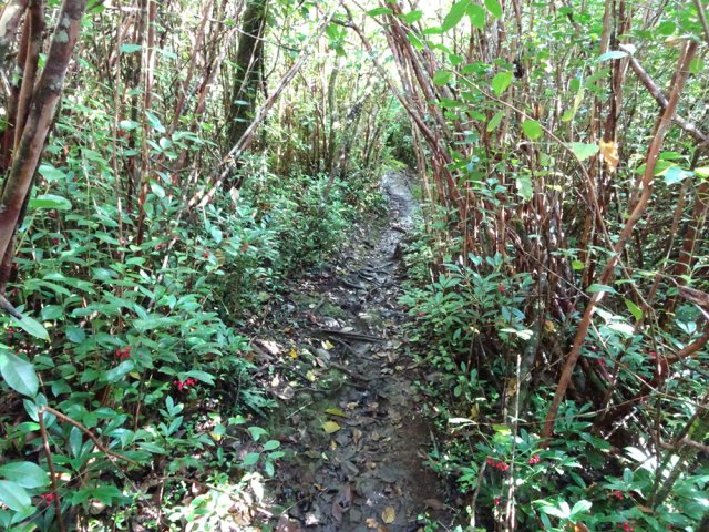 Le sentier dans les goyaviers vers le rempart de la Ravine Sèche