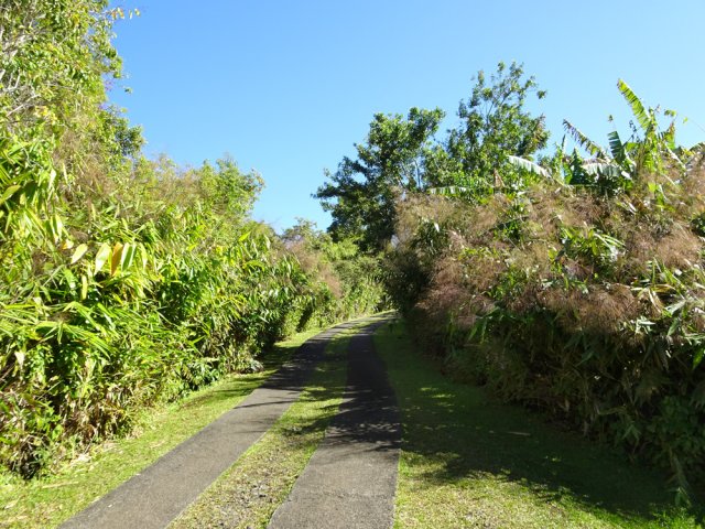 La piste est bordée tout le long de bambous balais