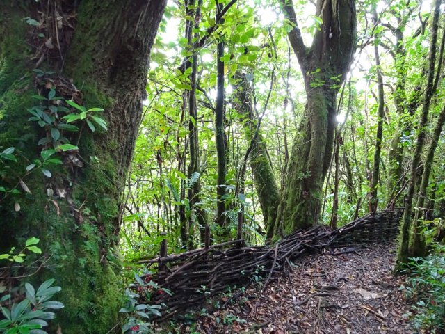 Nouveaux bois de rempart au bord du précipice de la Ravine Sèche