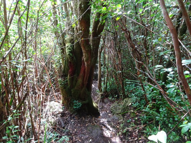 Celui-ci, énorme, est très moussu