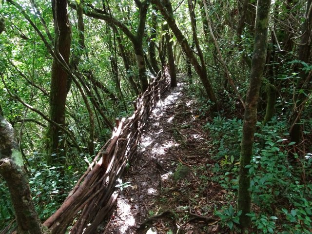 Fascines de goyaviers pour protéger du ravin boisé
