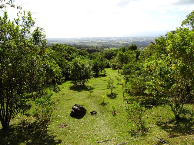 Un peu partout, de nouvelles plantations sont entreprises