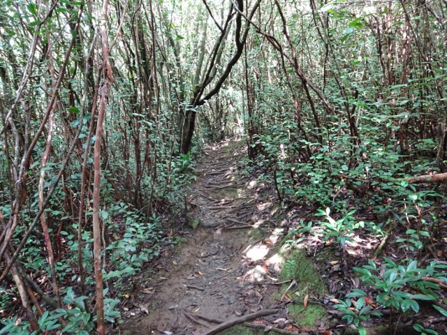 Les goyaviers sont de loin les plus nombreux