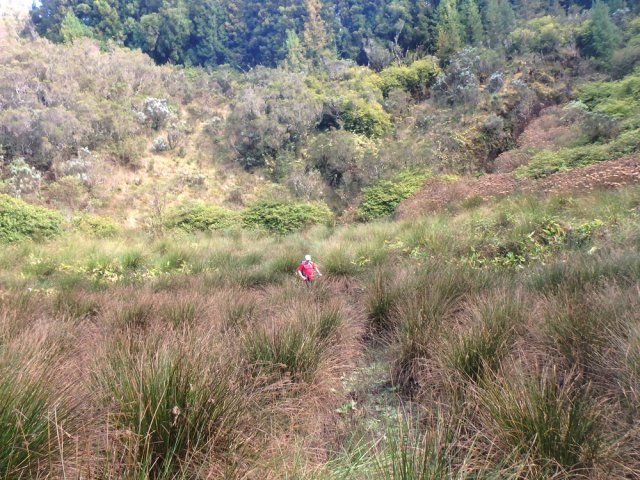 Passage facile entre les touffes de joncs