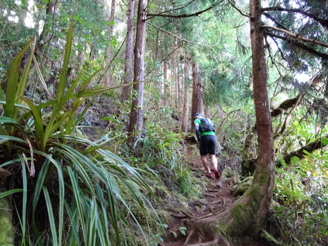 On retrouve les racines pour contourner le Piton Doré