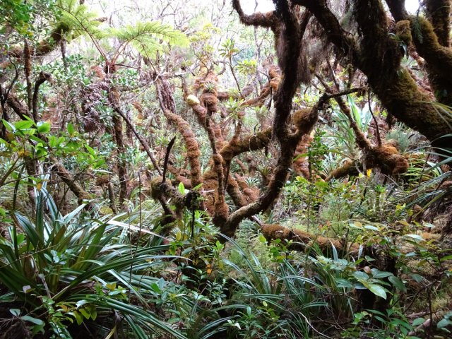 Magnifiques bois moussus sur le bord sud du cratère