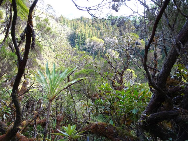 Points de vue peu fréquents en raison de la végétation
