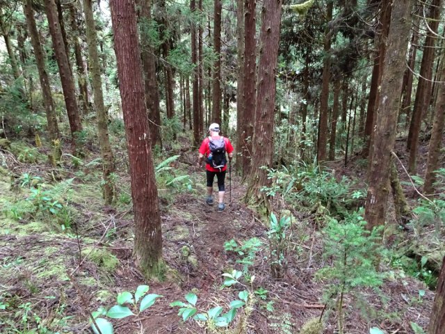Descente facile en sous-bois dégagé